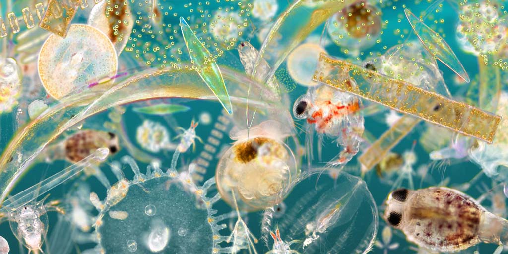 Plankton Richard Kirby Spatial Gallery