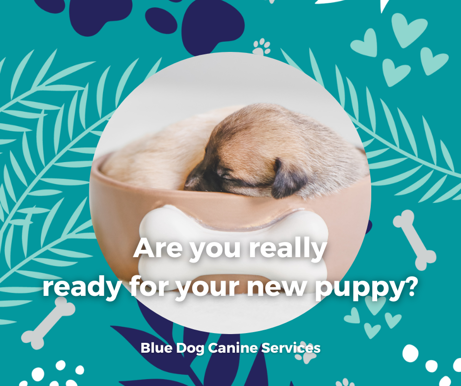 The Blue Dog Blog graphics  15png