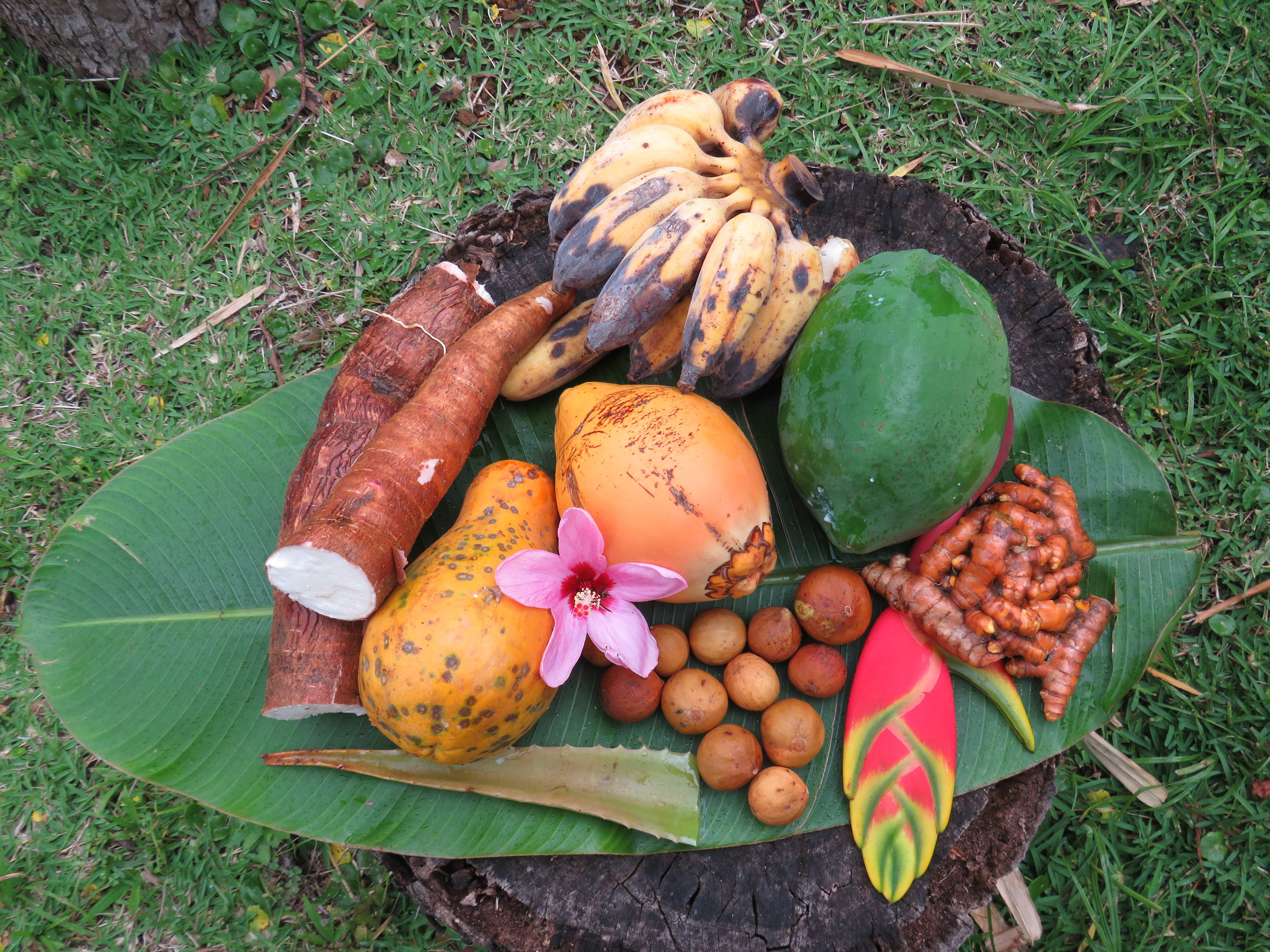 La récolte du jour au jardin de permaculture, manioc, vavangue