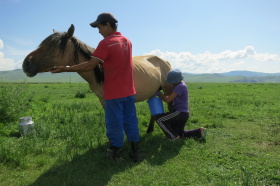 Traite des juments chez les nomades de Mongolie