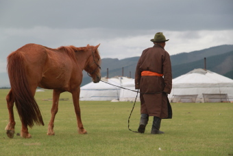 Cheval Mongolie