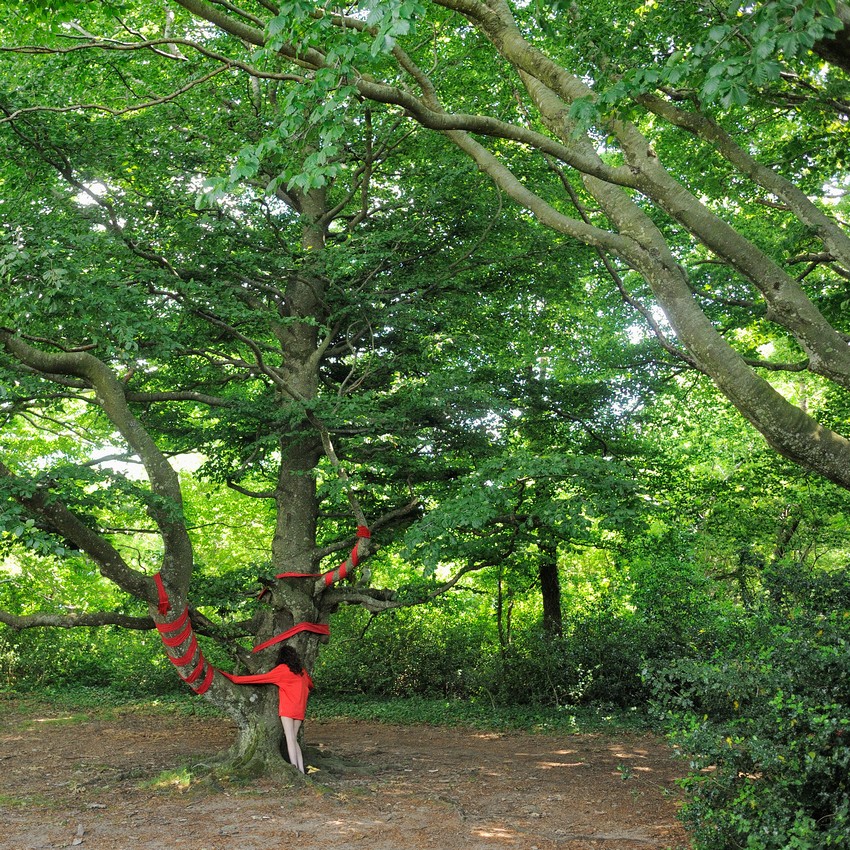 le premier arbre - photo : Philippe Lagarde