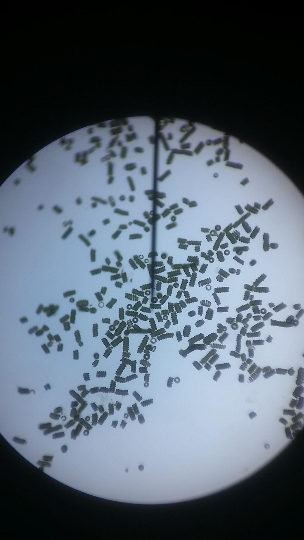 Filaments de spiruline vus au microscope