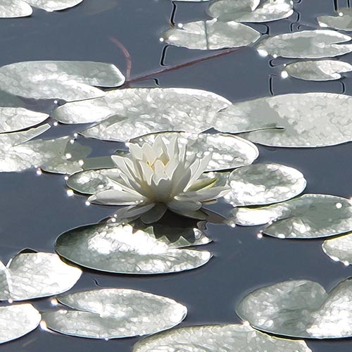 Water Lillies Sunlight Effect