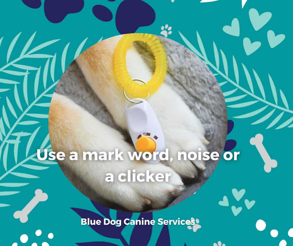 The Blue Dog Blog graphics  15png