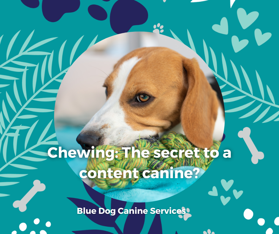 The Blue Dog Blog graphics  55png