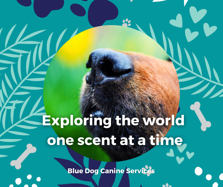 The Blue Dog Blog graphics  26png