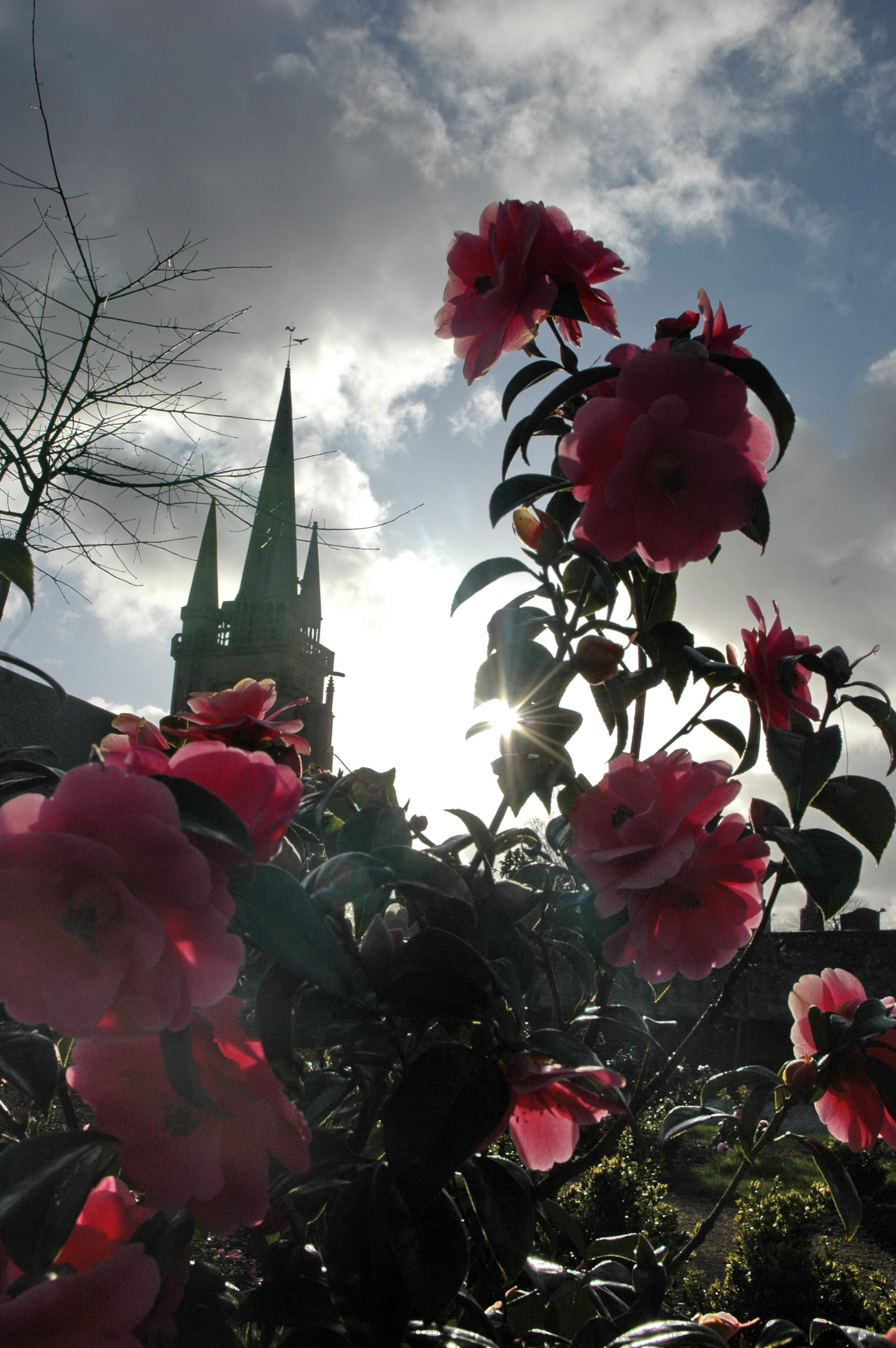 19 & 20 Mars 2022 : Exposition de camellias à Grâces