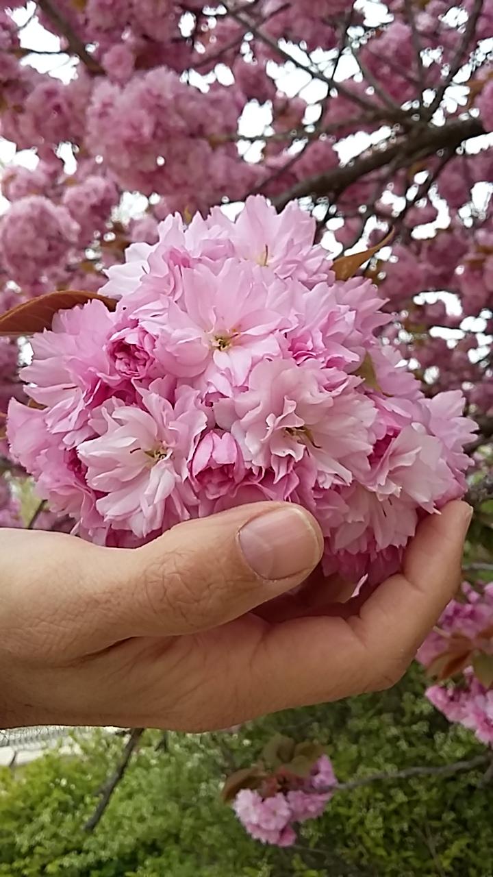 printemps fleursjpg