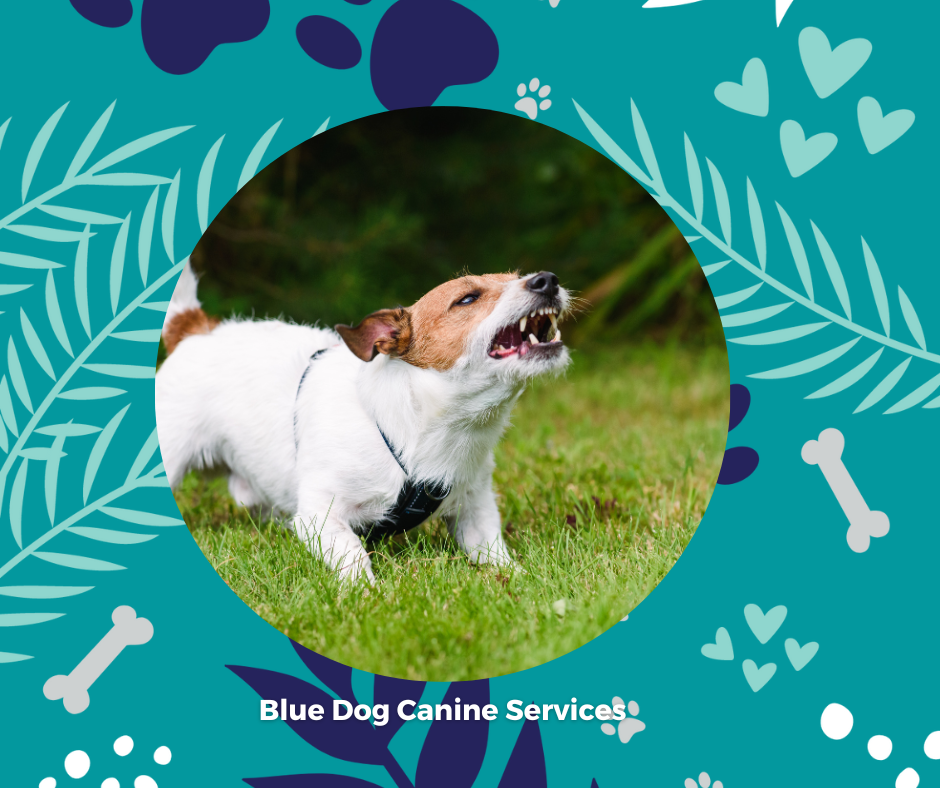The Blue Dog Blog graphics  5png