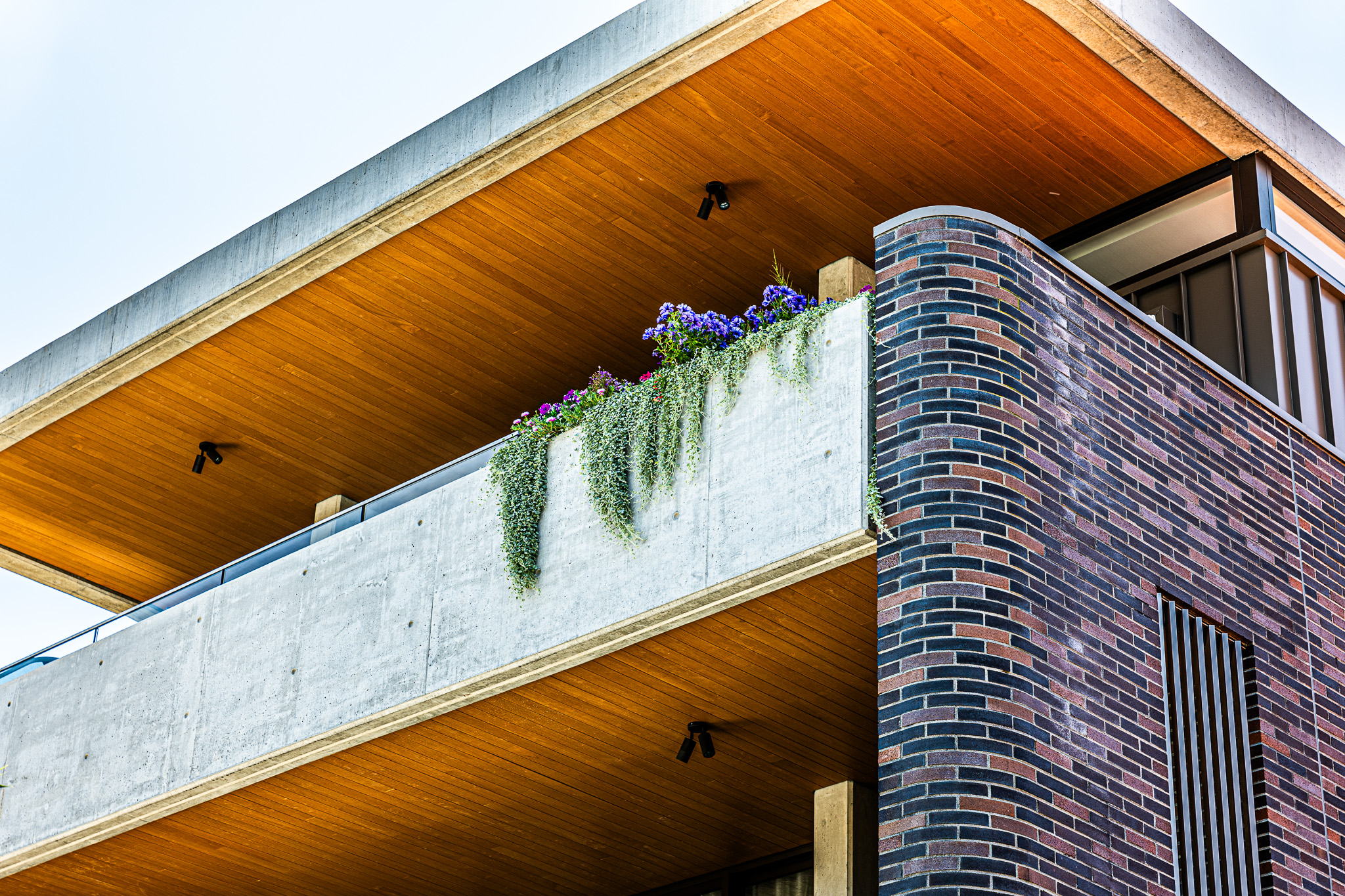 A balcony of a house from below, some plants hanging over the edge,