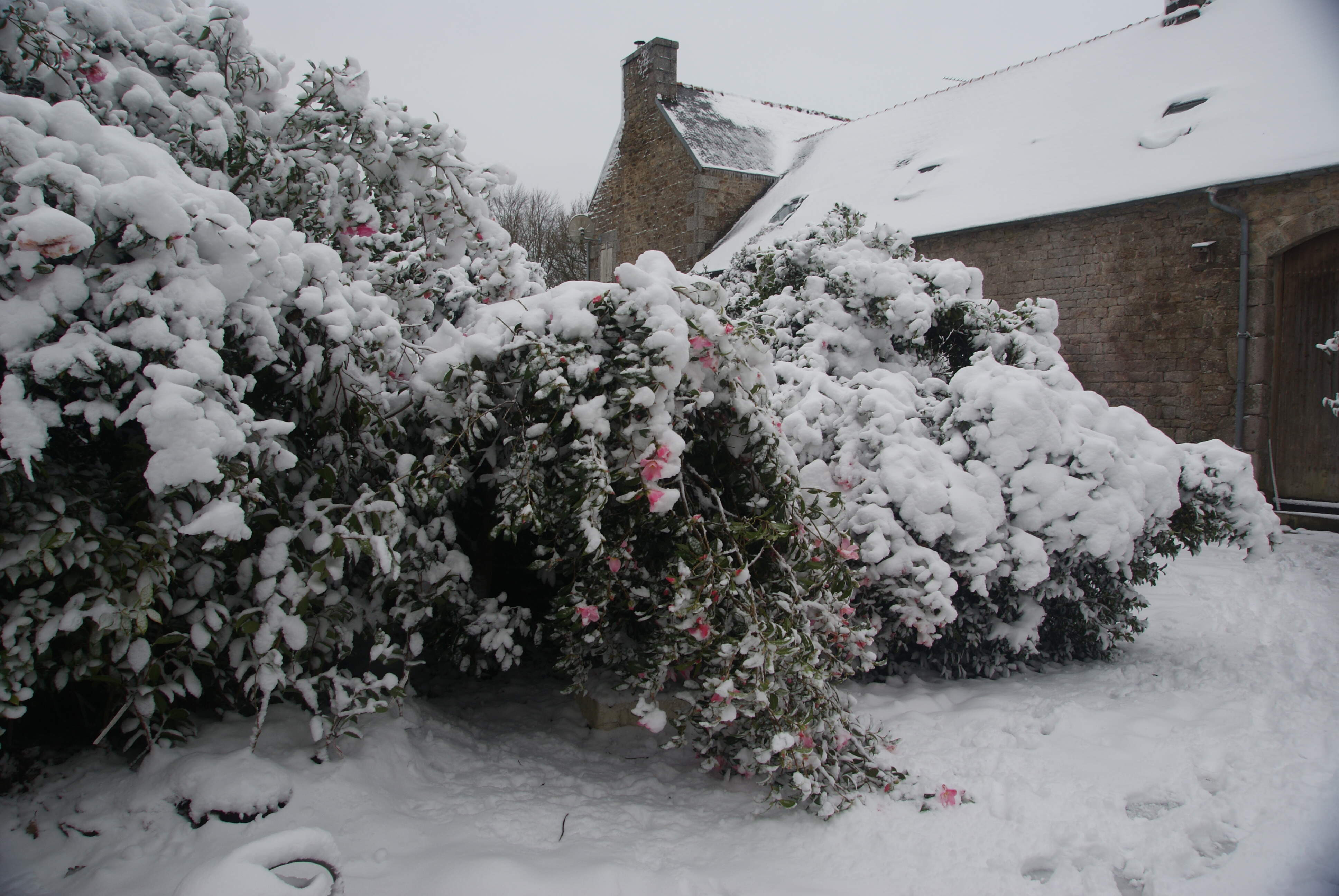 Camellia sous la neige - Février 2021