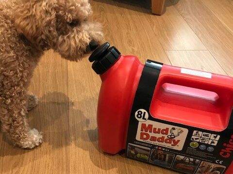 Dog sniffing a plastic bottle