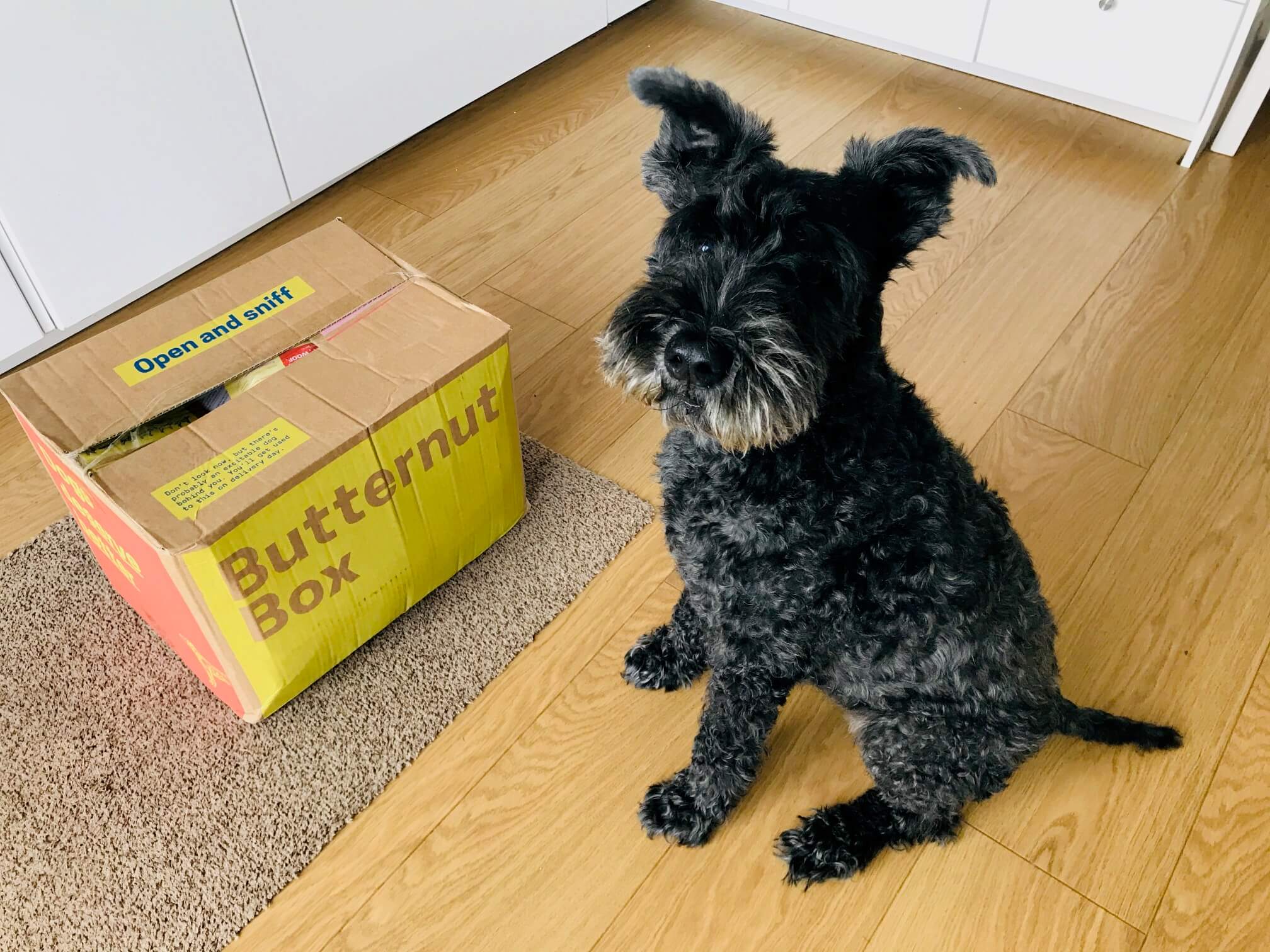 A black dog with a yellow cardboard box