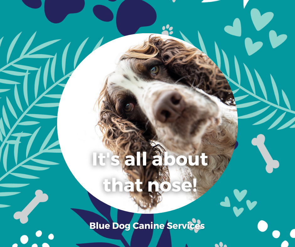 The Blue Dog Blog graphics  27png