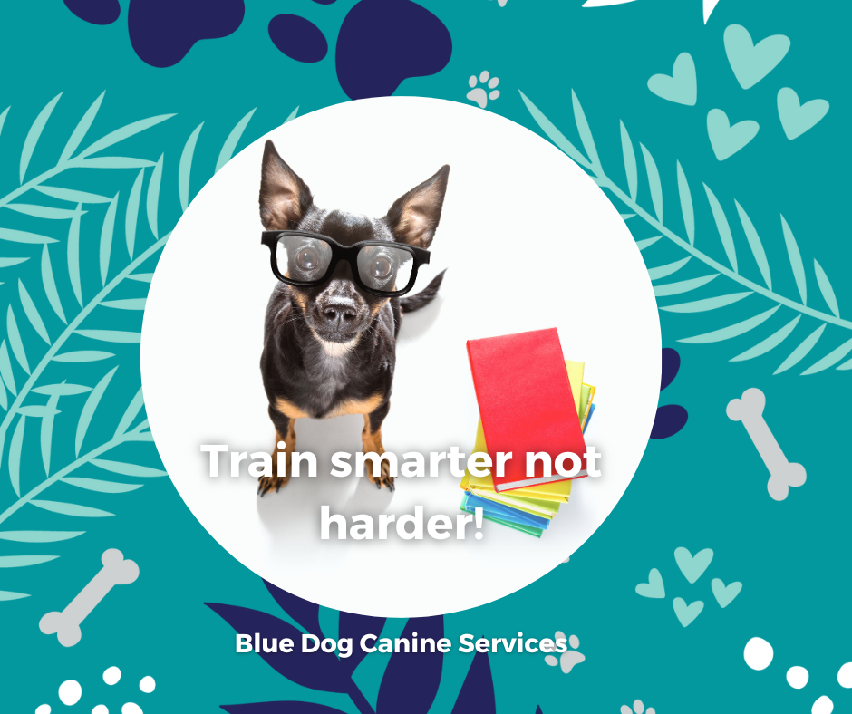 The Blue Dog Blog graphics  16png