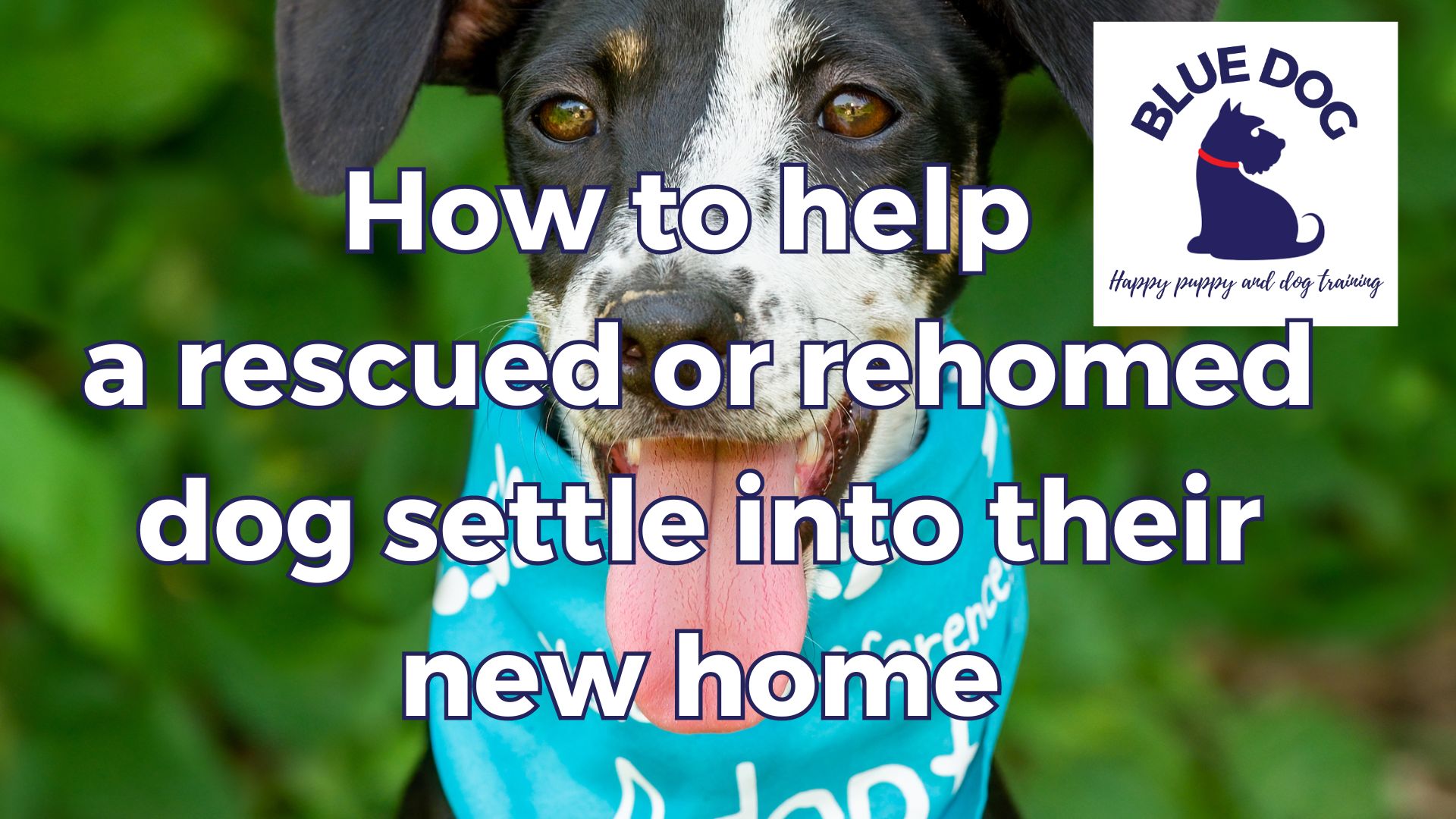 How to help a rescue or rehomed dog settle in 28 June 24jpg