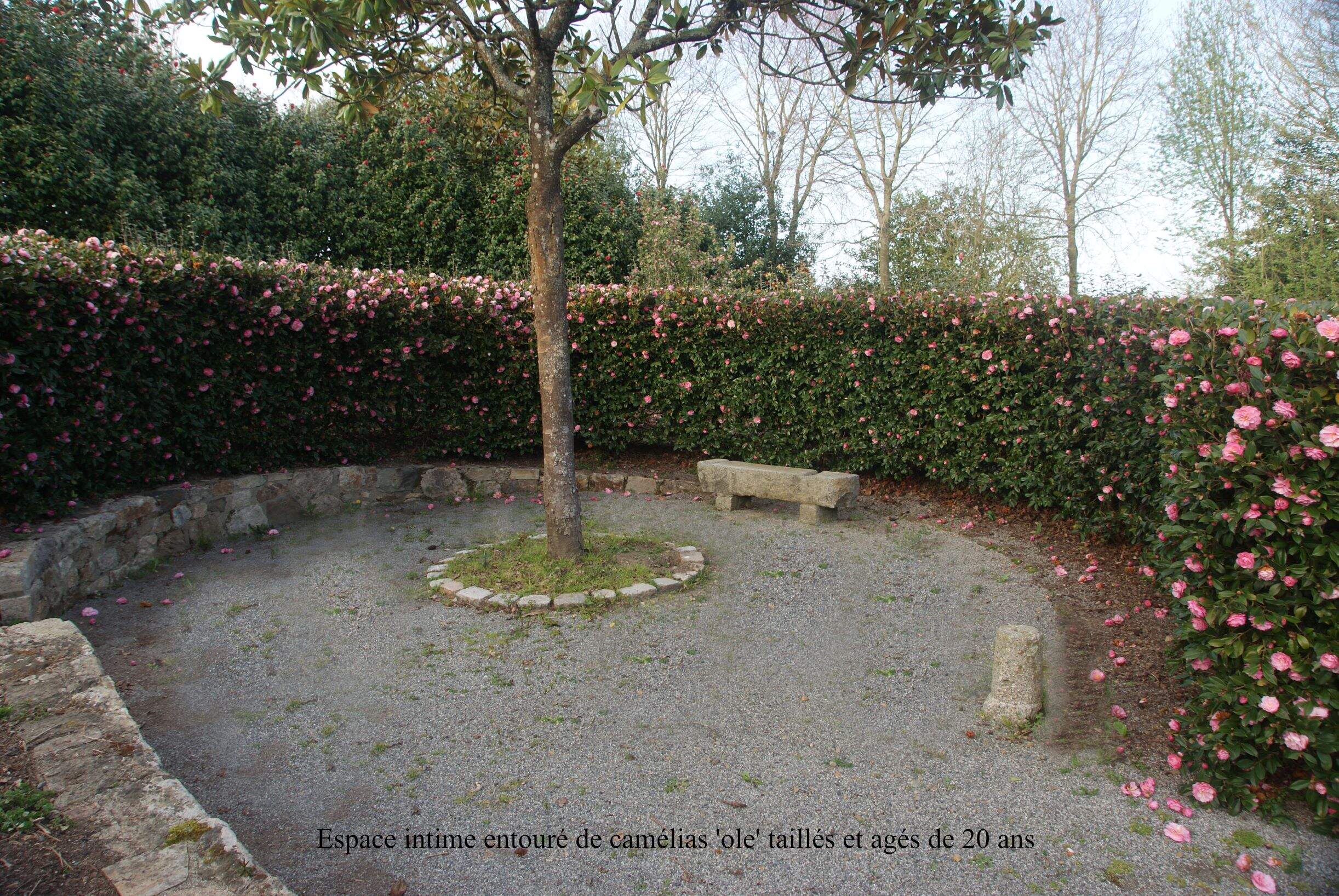 Evolution d'une haie de camellias 'Olé'