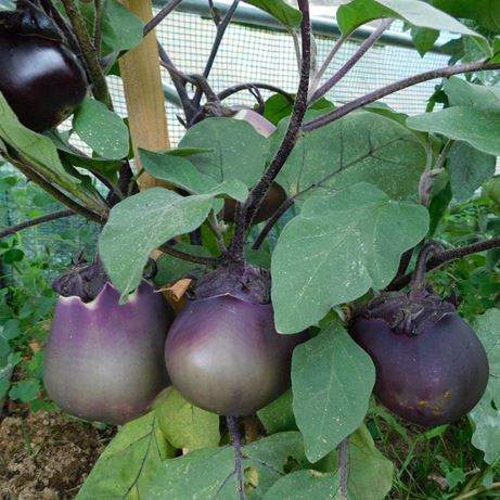 Solanum melongena - 50 graines * 2.80€