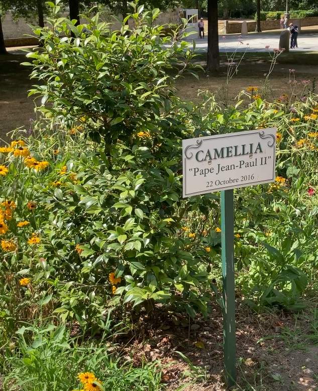 Camellia 'Pape Jean-Paul II'