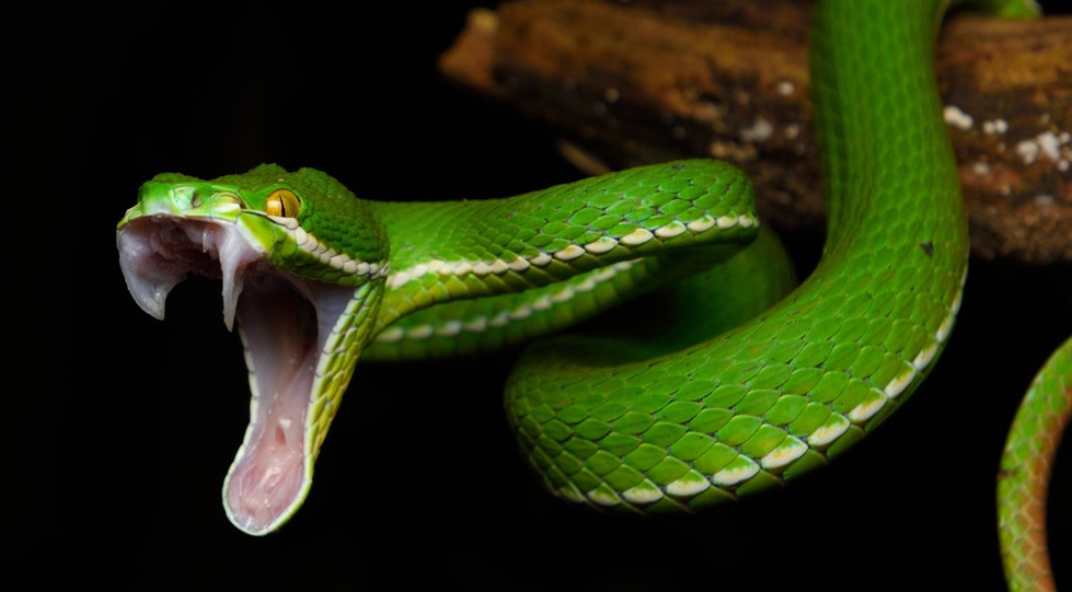 serpent-colere.jpg