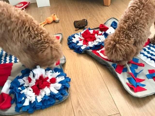 Two dogs with a snuffle mat