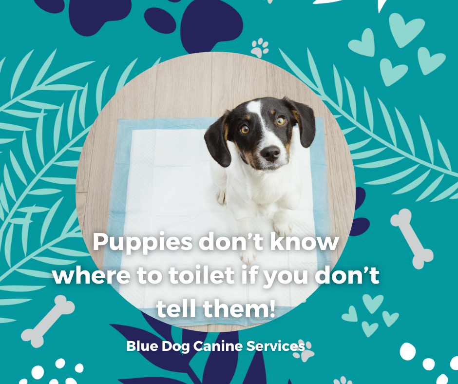 The Blue Dog Blog graphics  11png