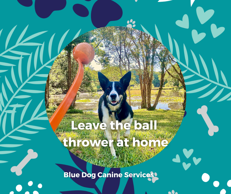 The Blue Dog Blog graphics  33png