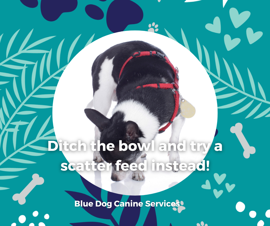 The Blue Dog Blog graphics  31png