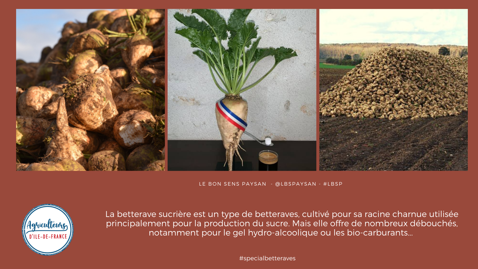 Spécial Betteraves avec Agriculteurs d'Ile-de-France. #specialbetteraves