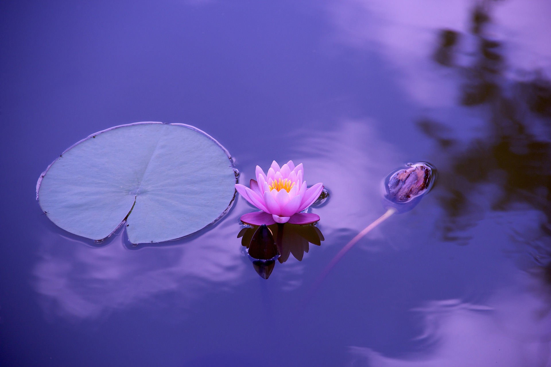 Fleur de lotus, éveil
