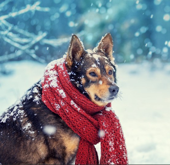 hiver chien neigejpg