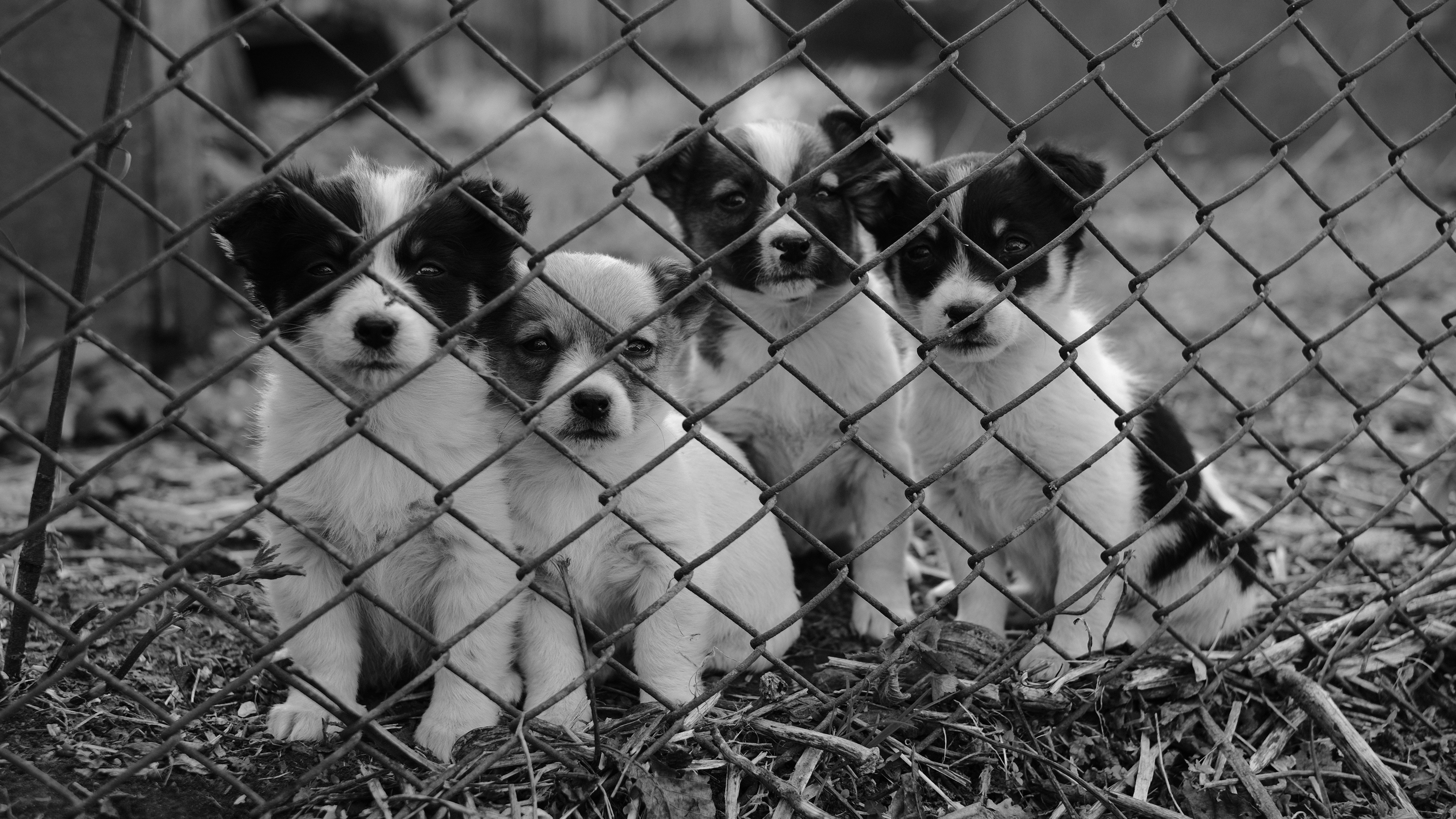 white-and-black-short-coat-small-dog-on-grey-metal-fence-3988821jpg