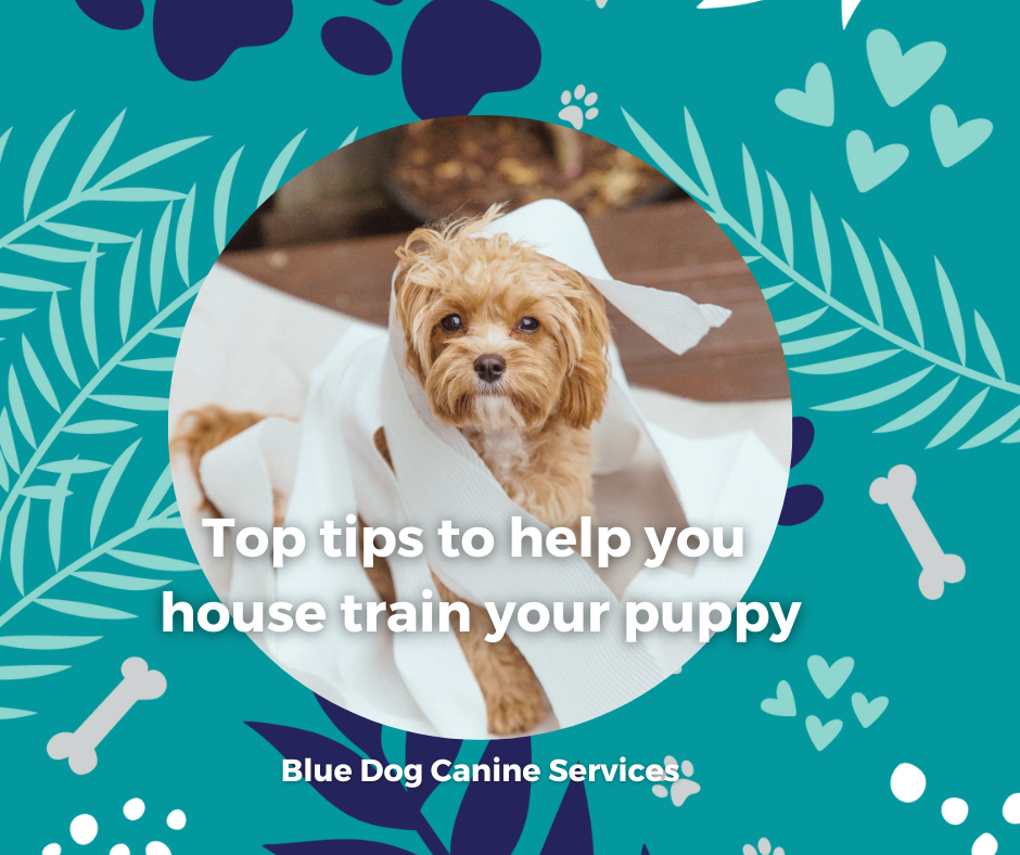 The Blue Dog Blog graphics  10png
