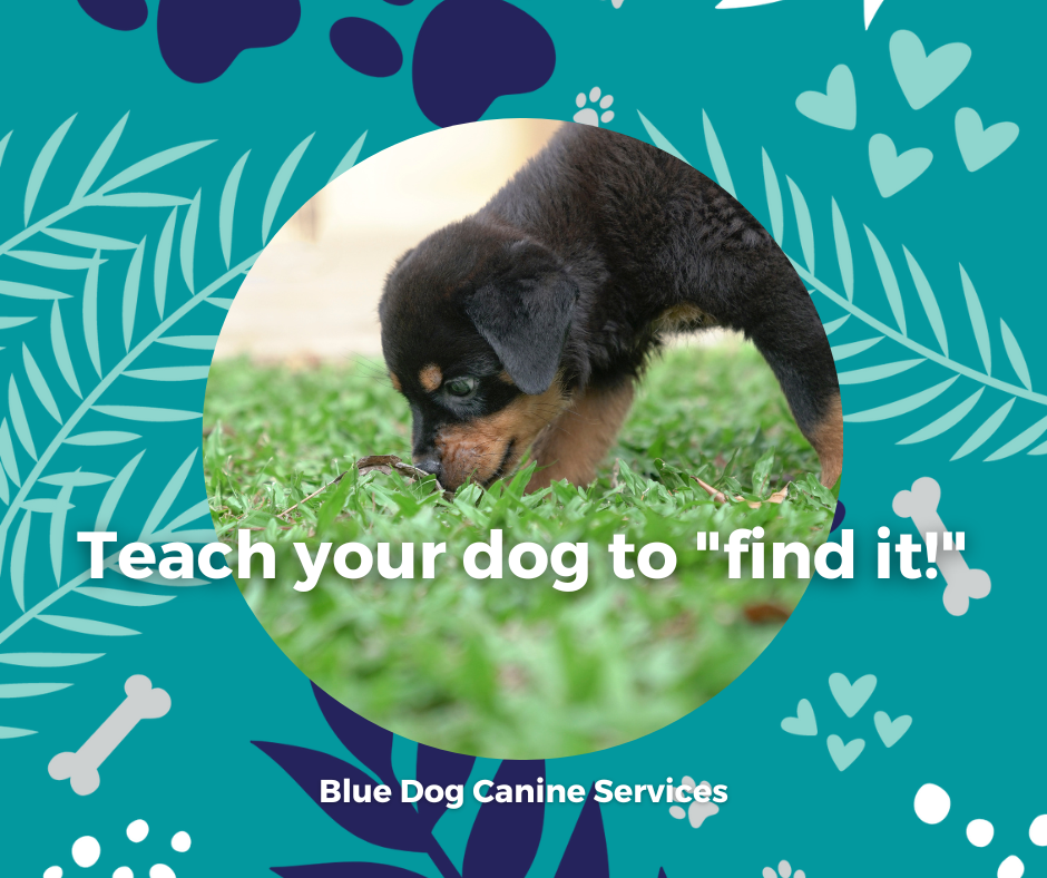 The Blue Dog Blog graphics 9png