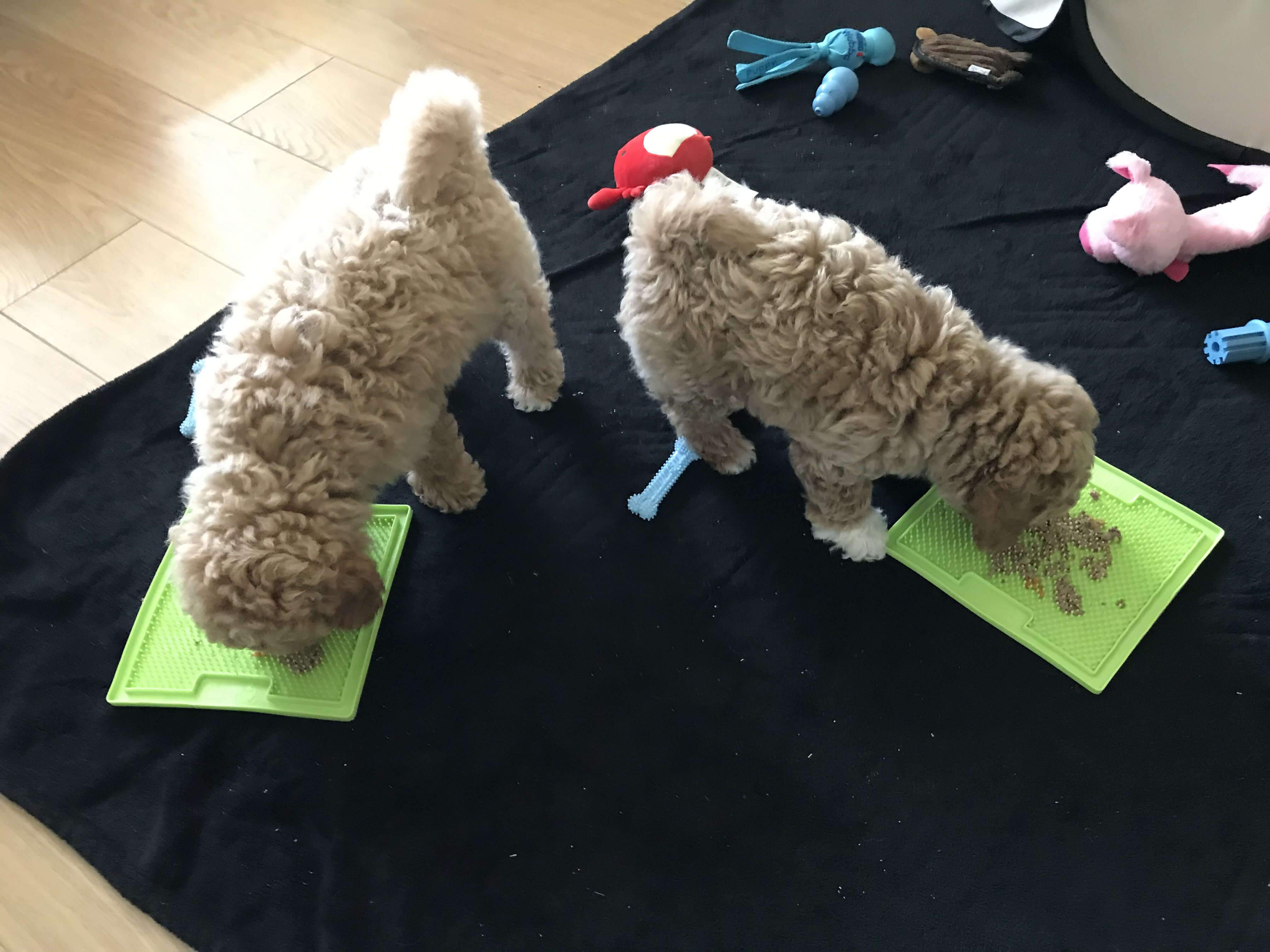 Two puppies eating dinner off a lick mat
