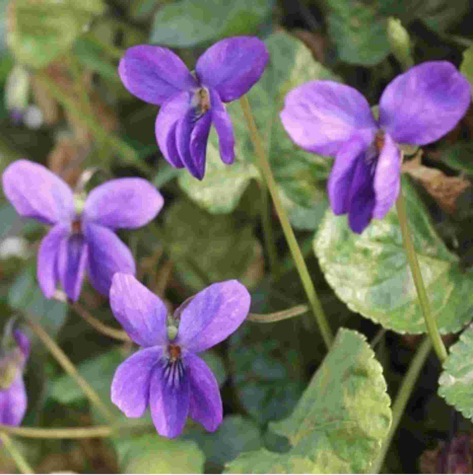 La Violette par SECRETS de PARFUMS en Pays de Grasse