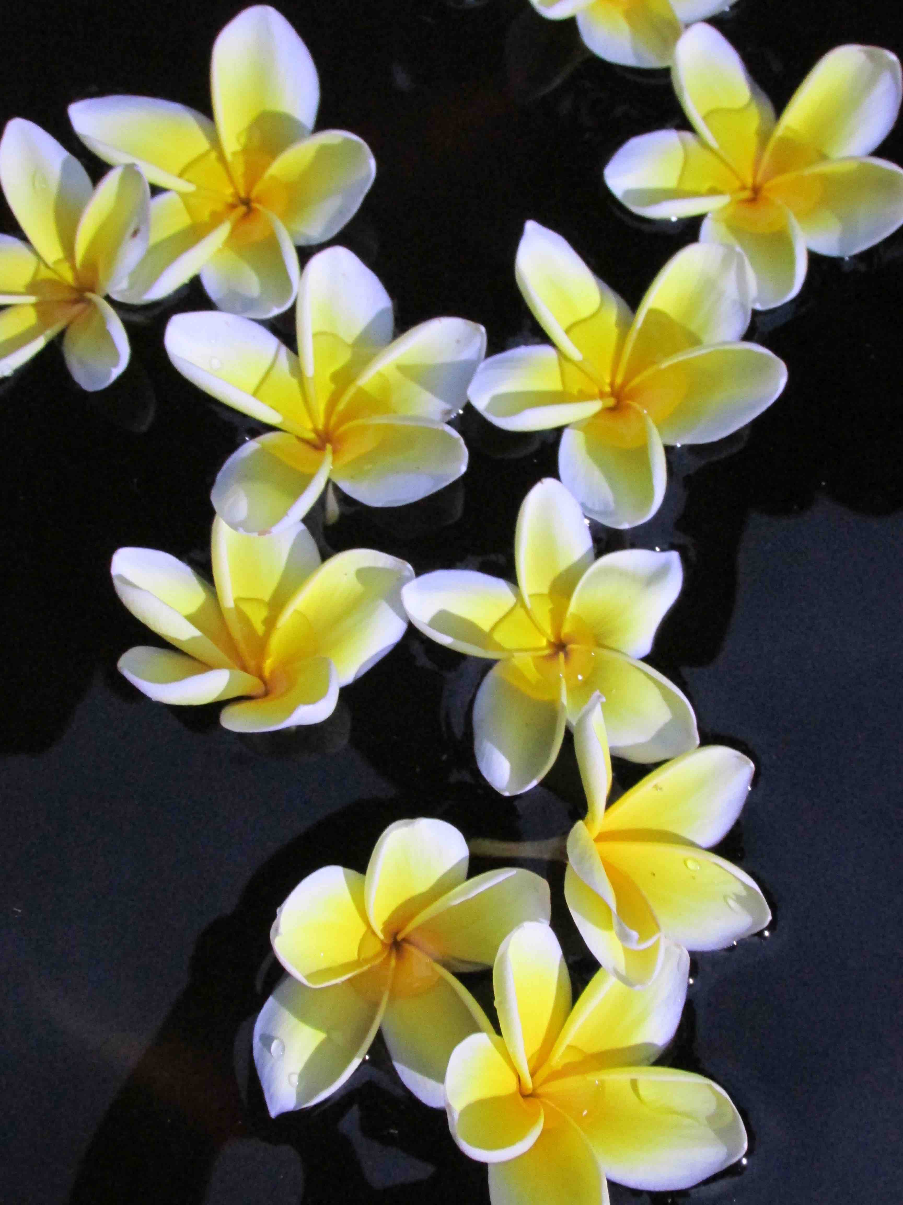 Les fleurs frangipanier représente le dévouement et la dévotion à la culture hindoue