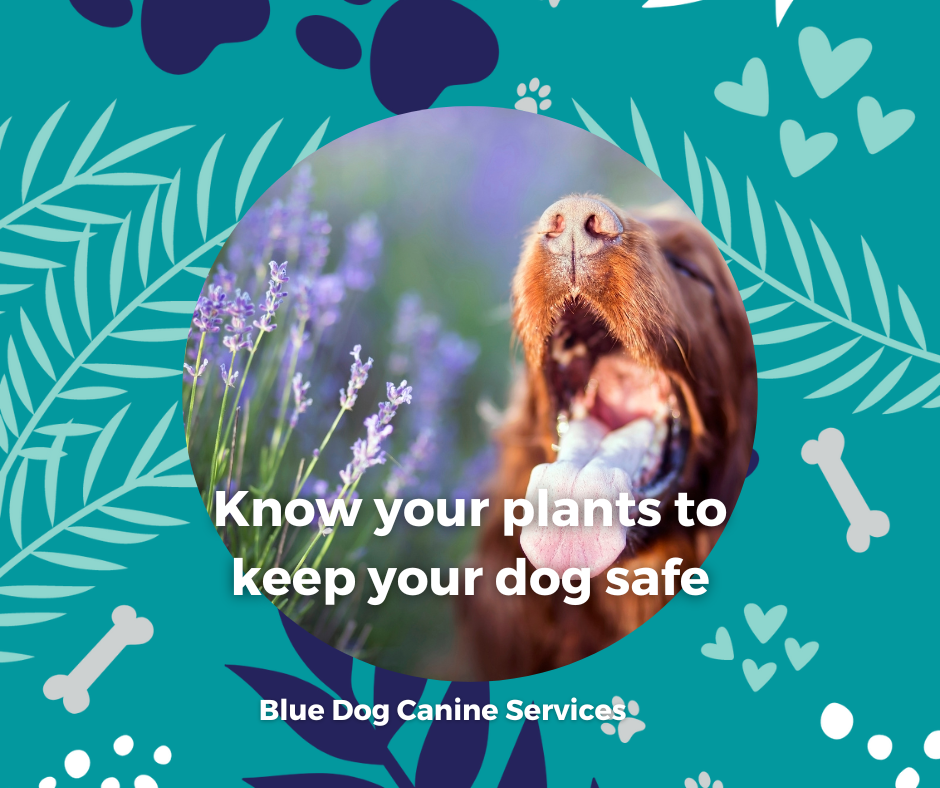 The Blue Dog Blog graphics  34png