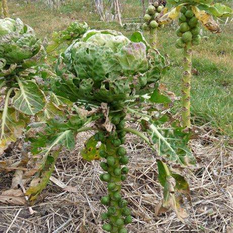 Brassica oleracea var. gemmifera - 0.75€ * 2.80€