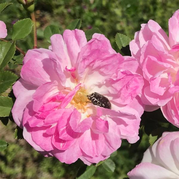 La Rose de Mai par SECRETS de PARFUMS en Pays de Grasse