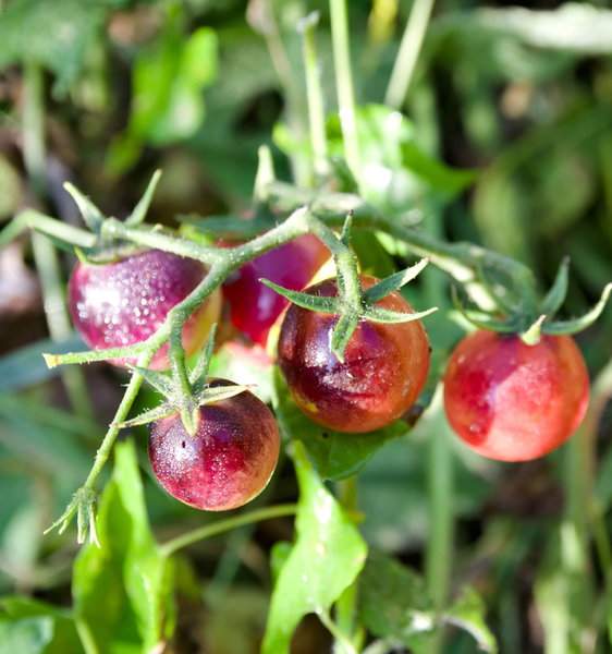 Solanum lycopersicum - 30 graines - 2.80€