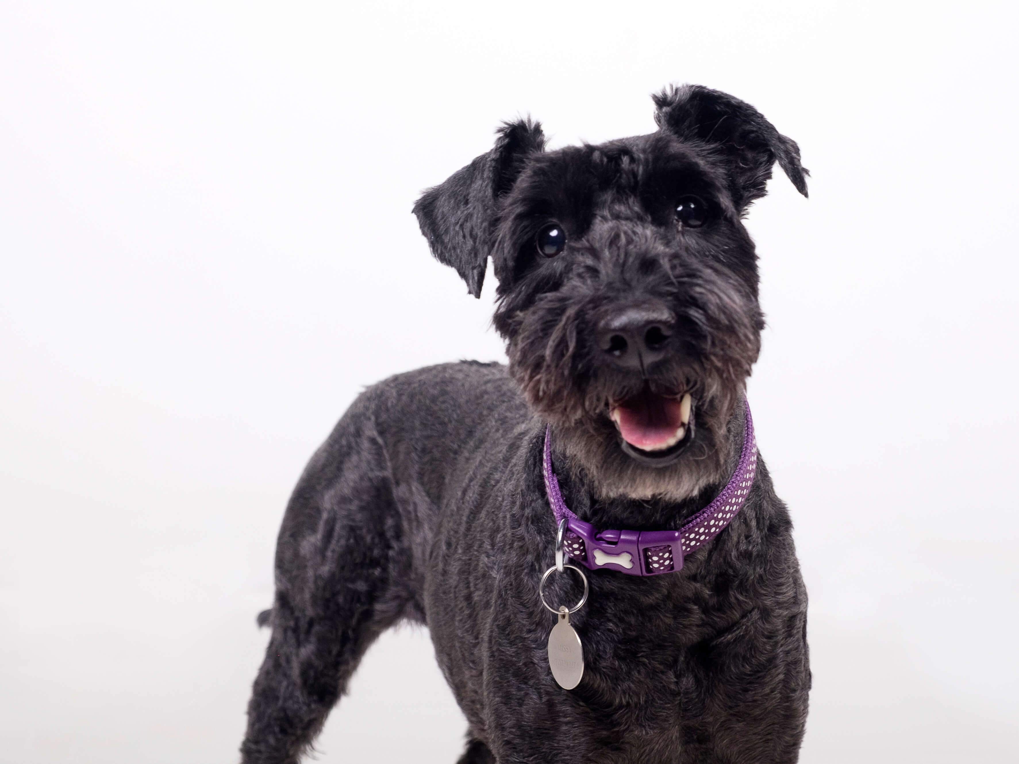 A black dog with a purple collar
