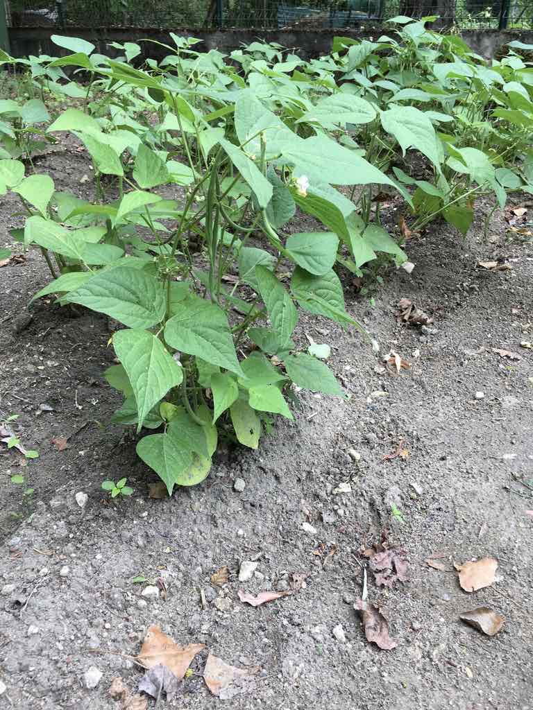 Les haricots verts du potager (photo Iphone)