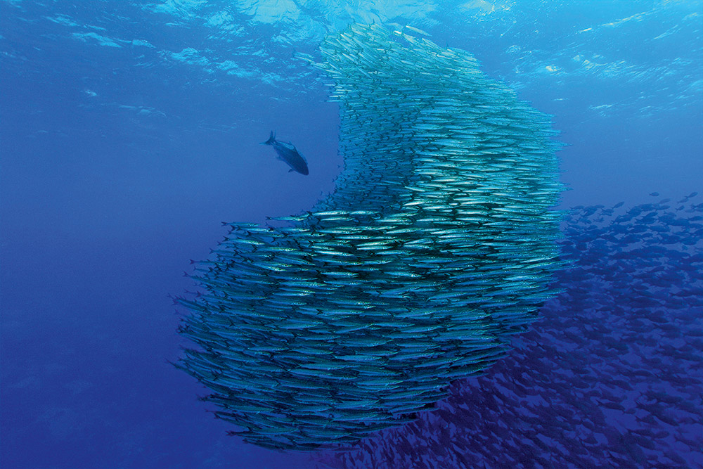 un banc de sardines (image Google)