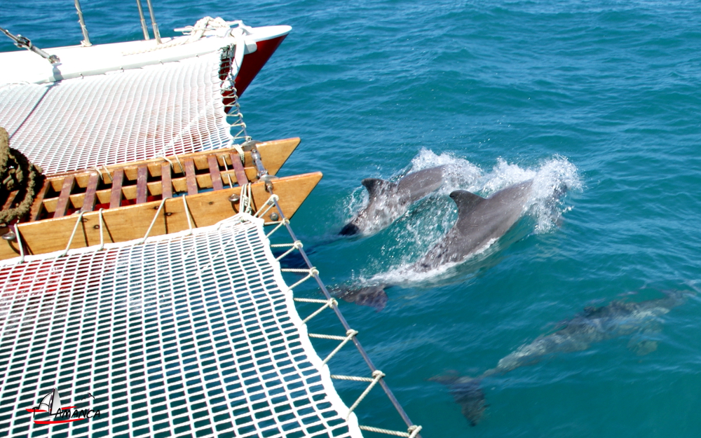 Excursions en mer et rencontre des dauphins