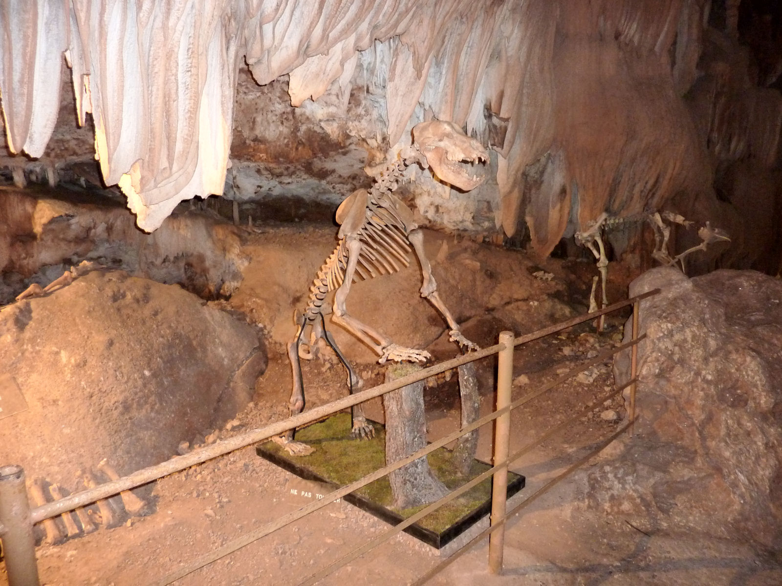 Ours des cavernes - Squelette - Aven Marzal