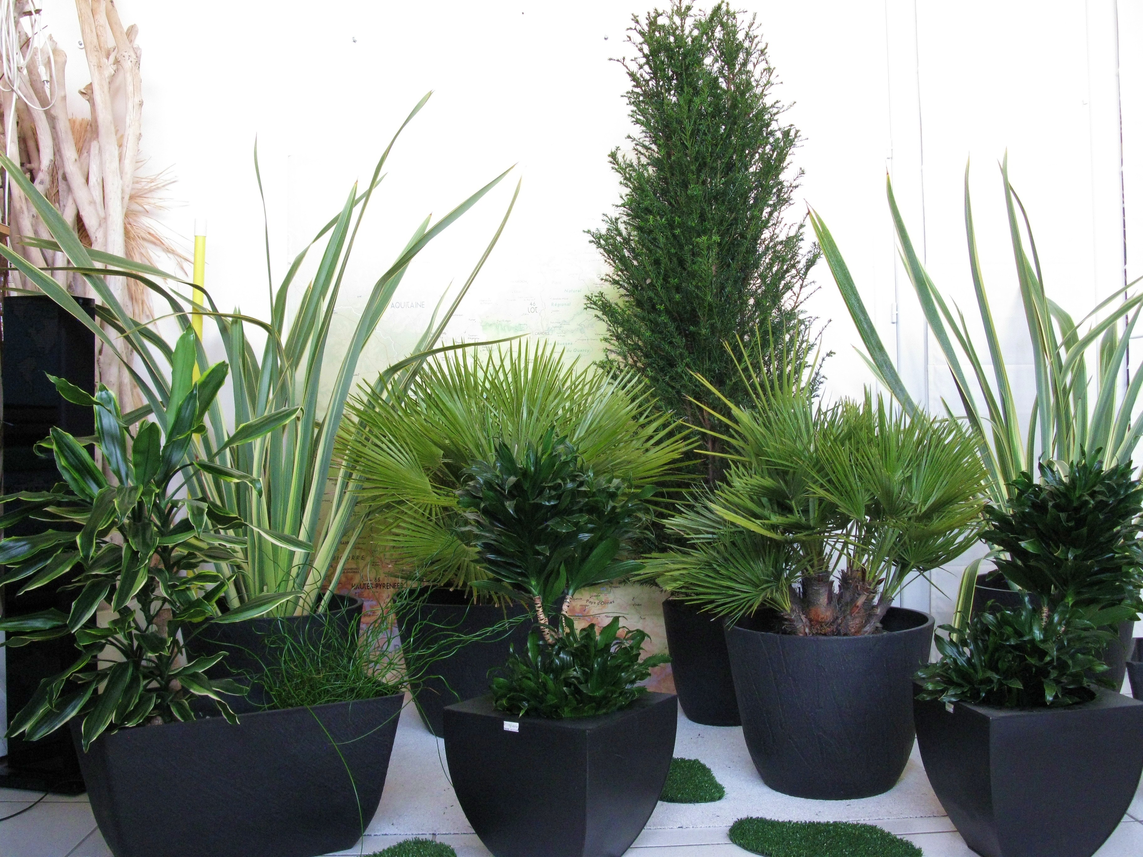 plantes vertes caches pots noirs