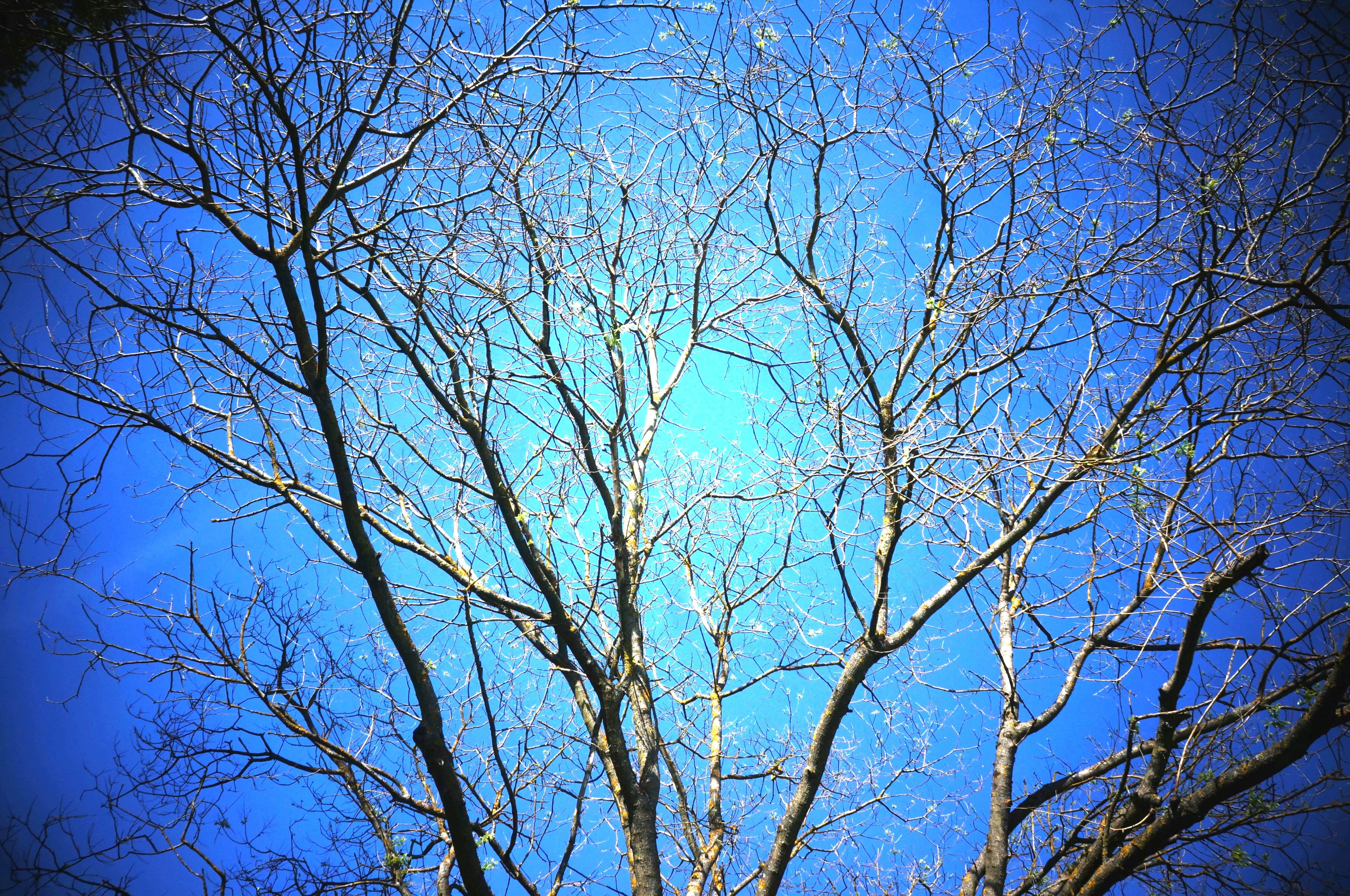 branches d'arbre, ciel bleu